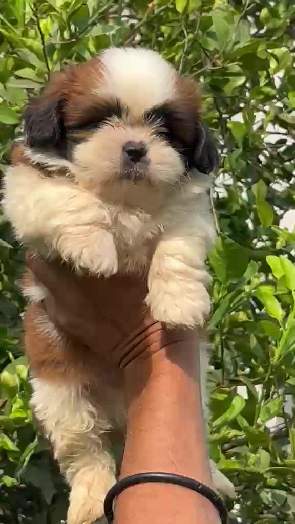 Shih Tzu | Black Color, farm video