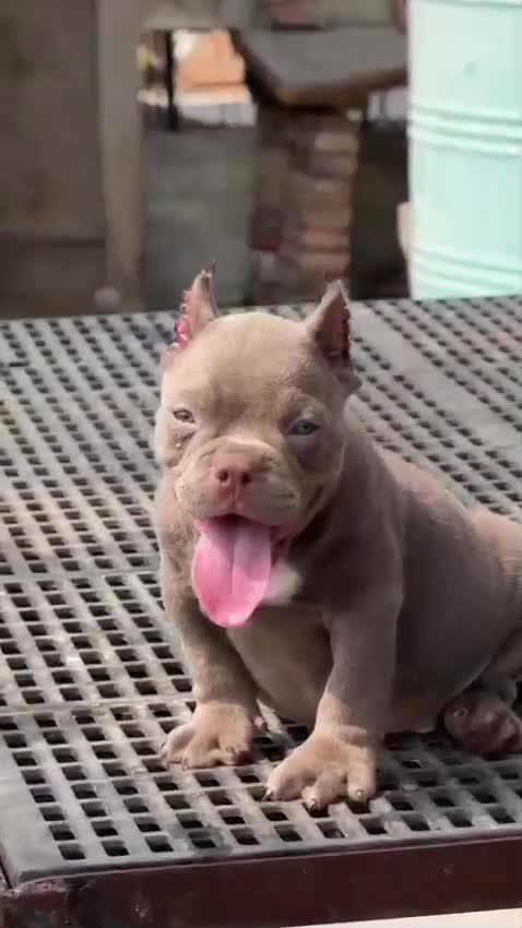 American Bully Pocket Size Puppy, farm video