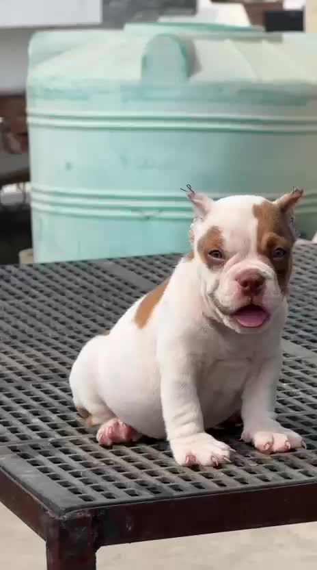 American Bully Pocket Size Puppy, farm video