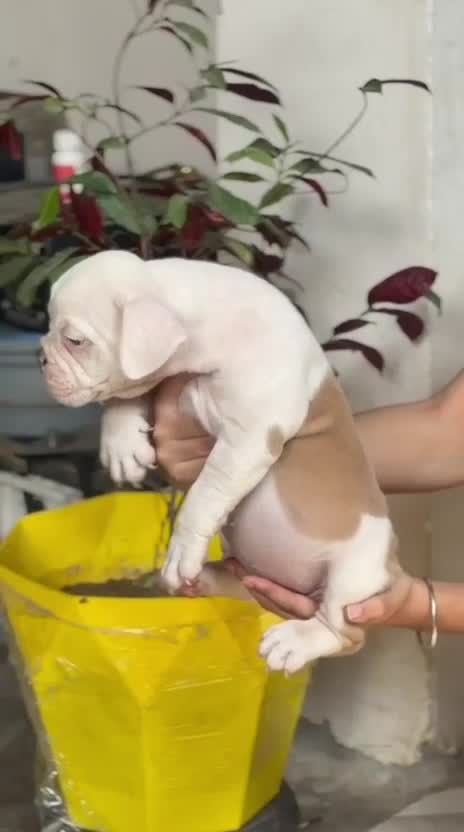 American Bully Pocket Size Puppy, farm video