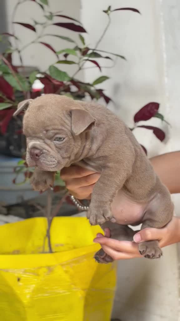 American Bully Pocket Size Puppy, farm video