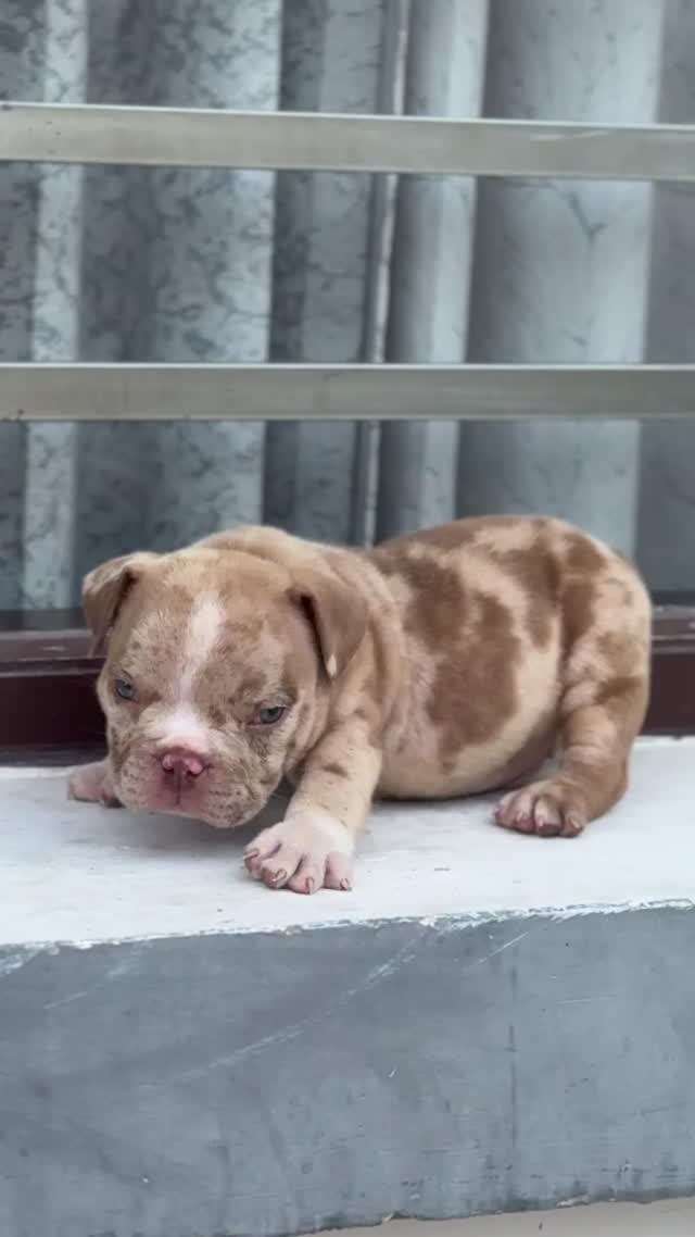 American Bully Pocket Size Puppy, farm video