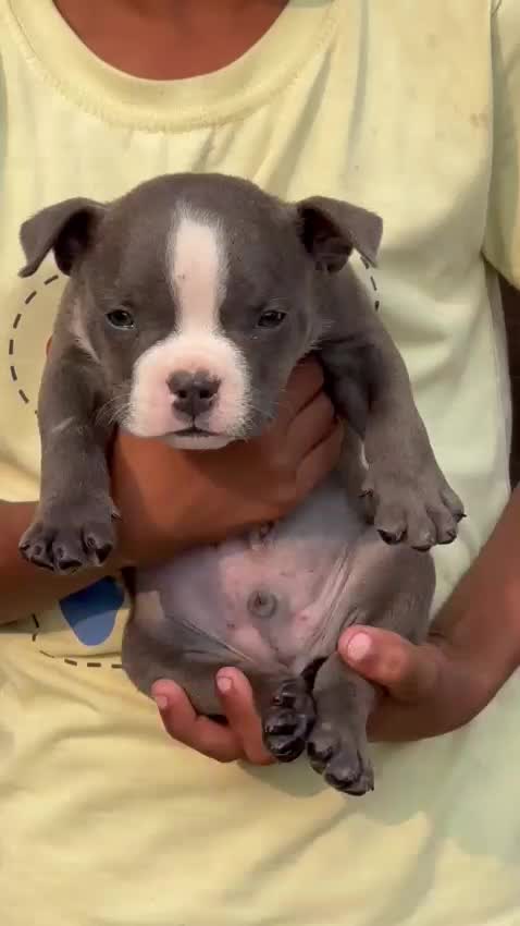 American Bully Pocket Size Puppy, farm video
