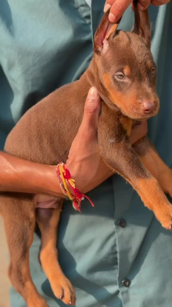 Doberman Pinscher Puppy, farm video