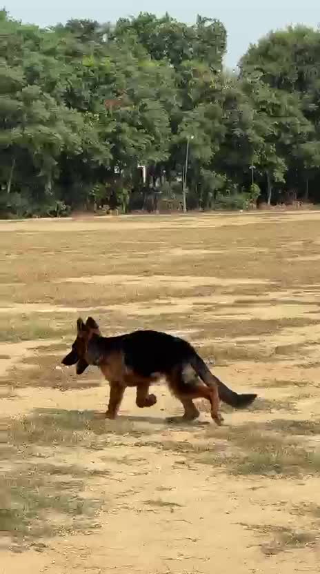 German Shepherd Puppy, farm video
