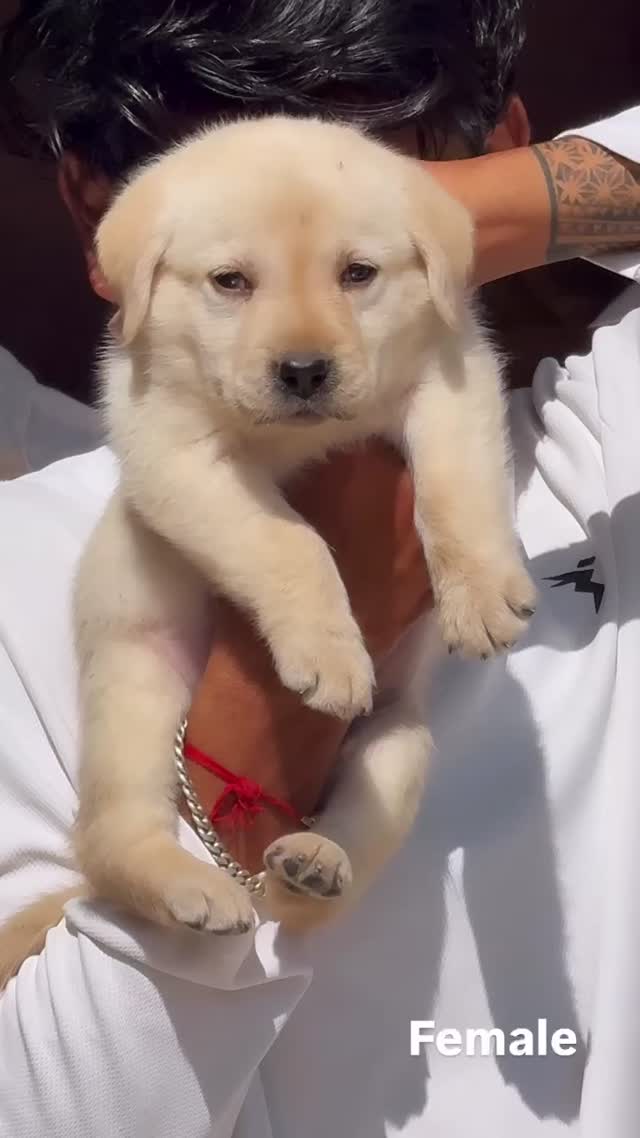 Beagle Black & Tan Puppy, farm video