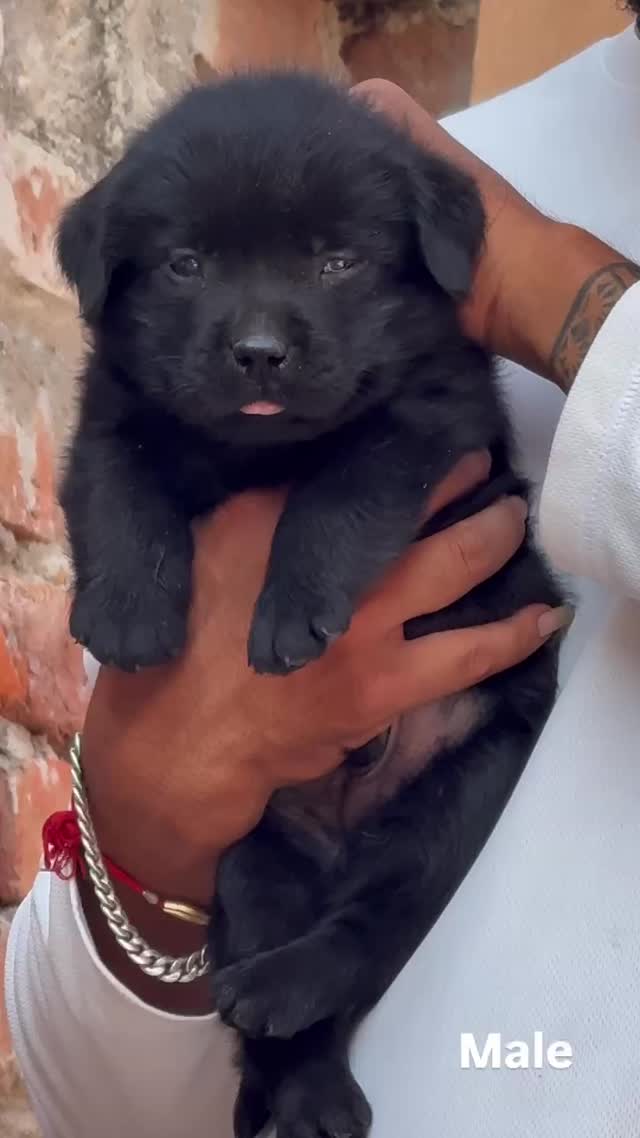 Beagle Black & Tan Puppy, farm video