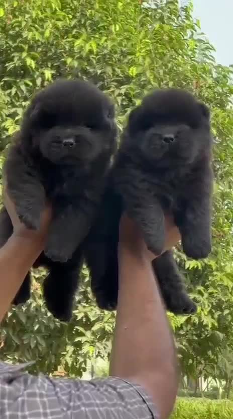 Chow Chow Puppy | Fawn Color, farm video