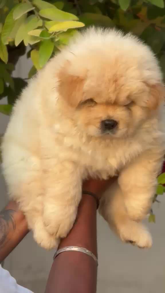 Chow Chow Puppy | Fawn Color, farm video