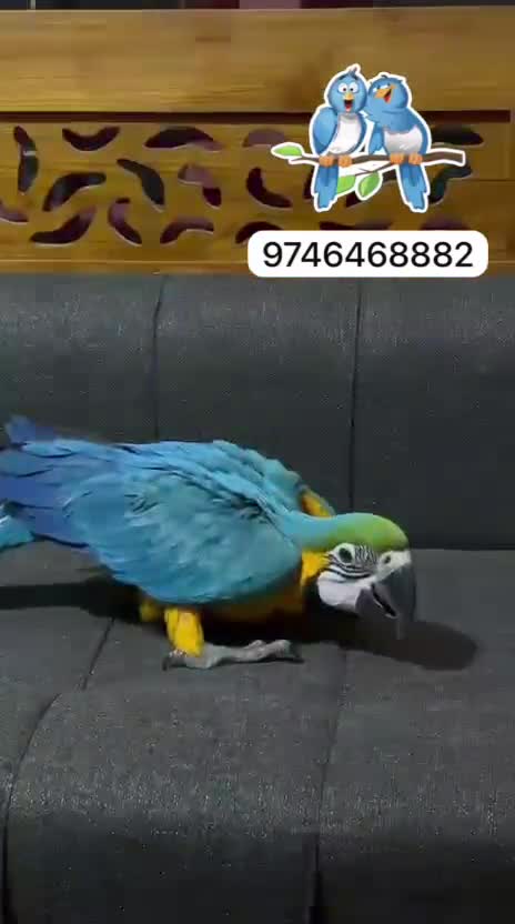 Blue & Gold Macaw, farm video