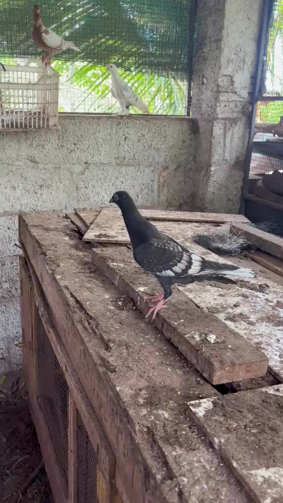 Homer Pigeon, farm video