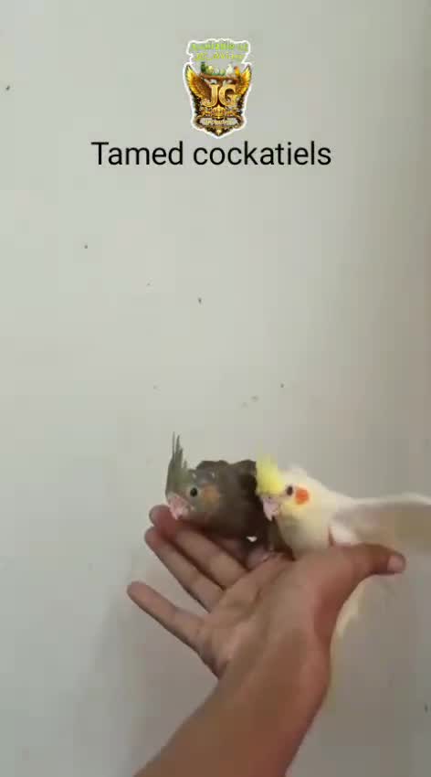 Cockatiel, farm video