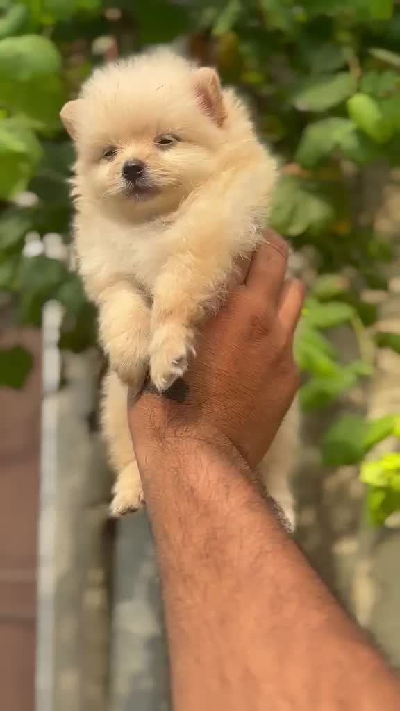 Pomeranian Puppy, farm video