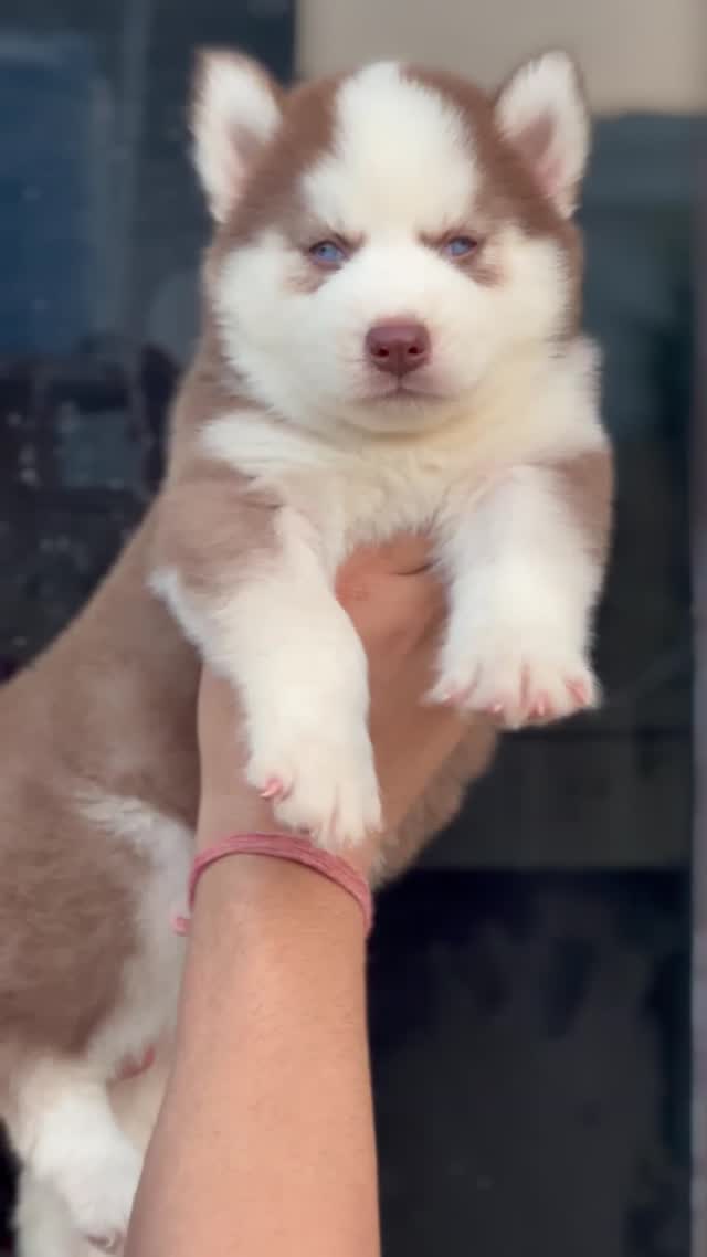 Siberian Husky Puppy | Black & White Color, farm video