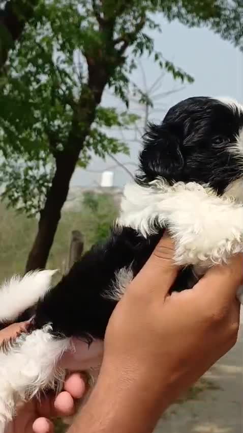 Shih Tzu | Black Color, farm video