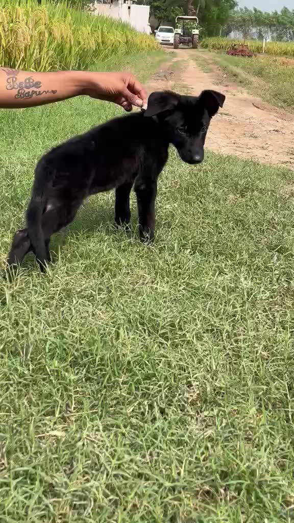 German Shepherd Puppy, farm video