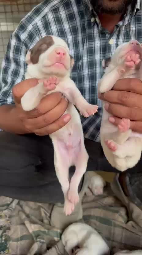 American Bully Pocket Size Puppy, farm video