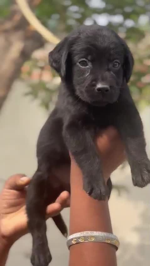 Beagle Black & Tan Puppy, farm video