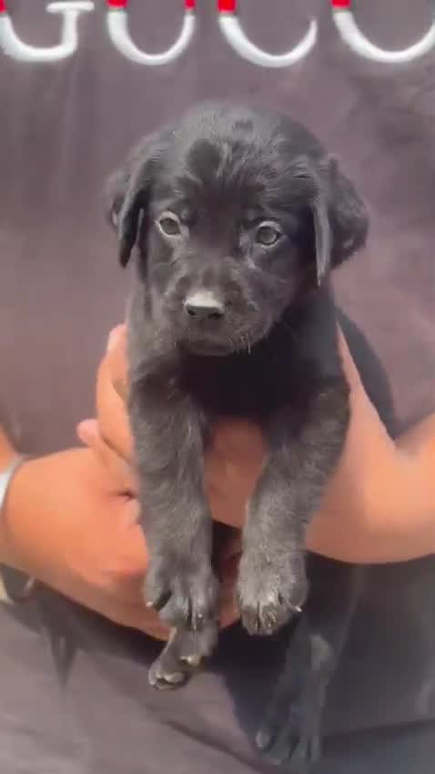 Beagle Black & Tan Puppy, farm video