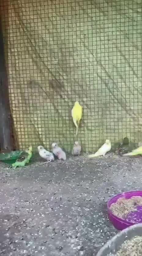 Budgies, farm video