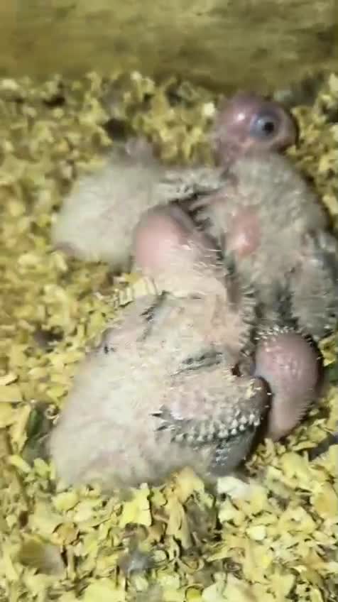 Pineapple Headed Conure, farm video