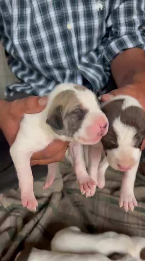 American Bully Pocket Size Puppy, farm video