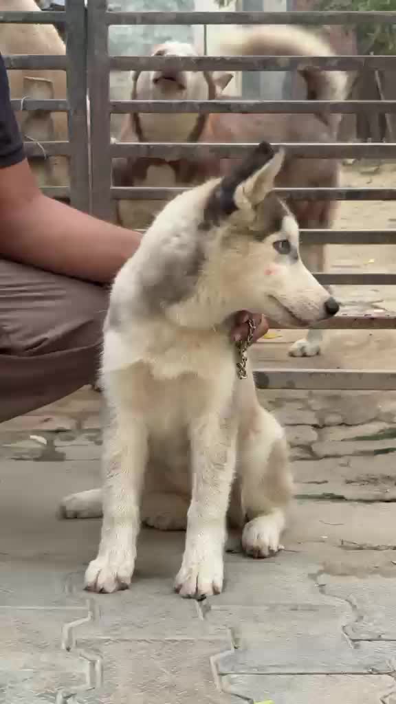 Siberian Husky Puppy | Black & White Color, farm video