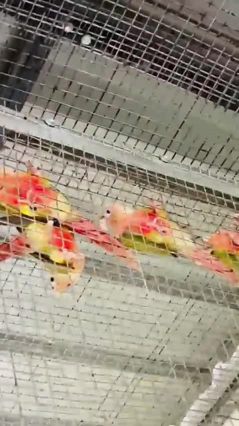 Pineapple Headed Conure, farm video