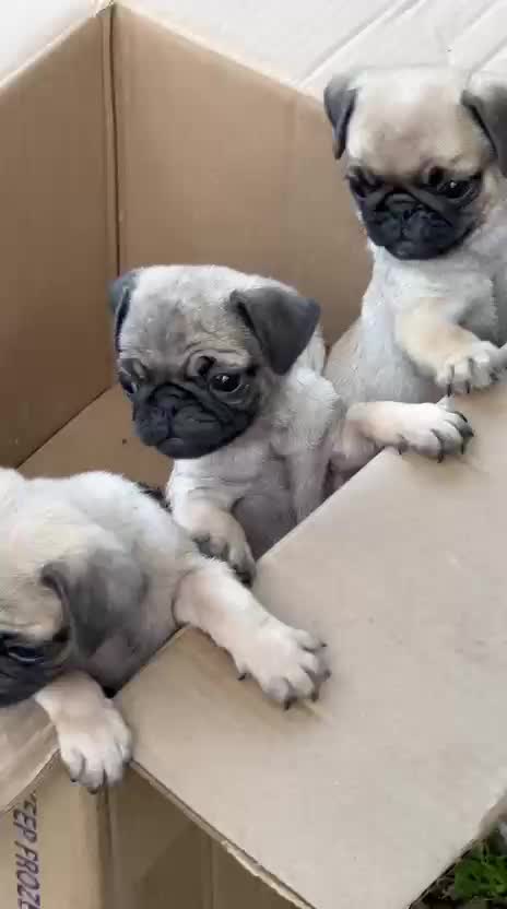Pug Puppy, farm video