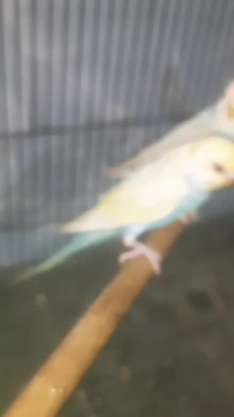 Helicopter Budgies, farm video
