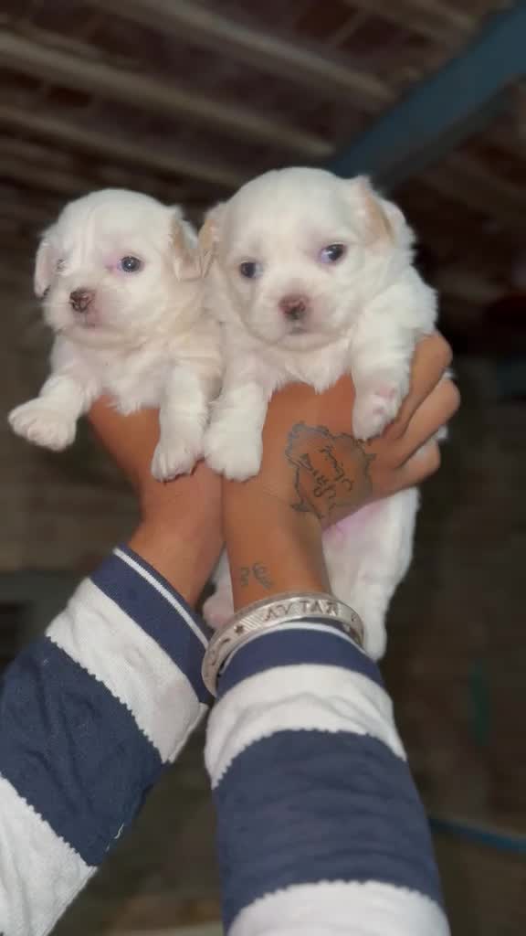Shih Tzu | Black Color, farm video