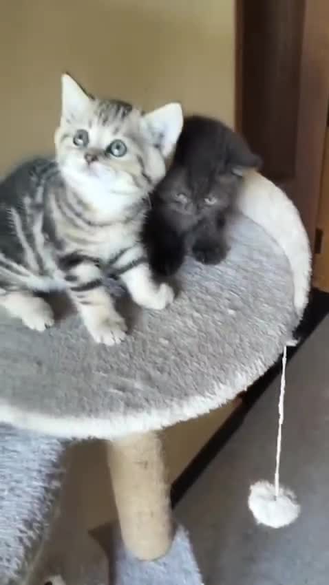 Exotic Short Hair Kitten, farm video