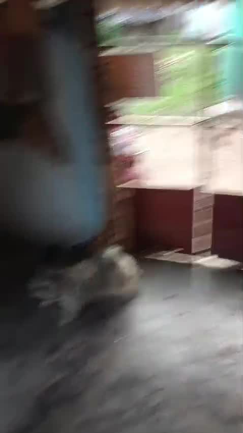 Shih Tzu | Black Color, farm video