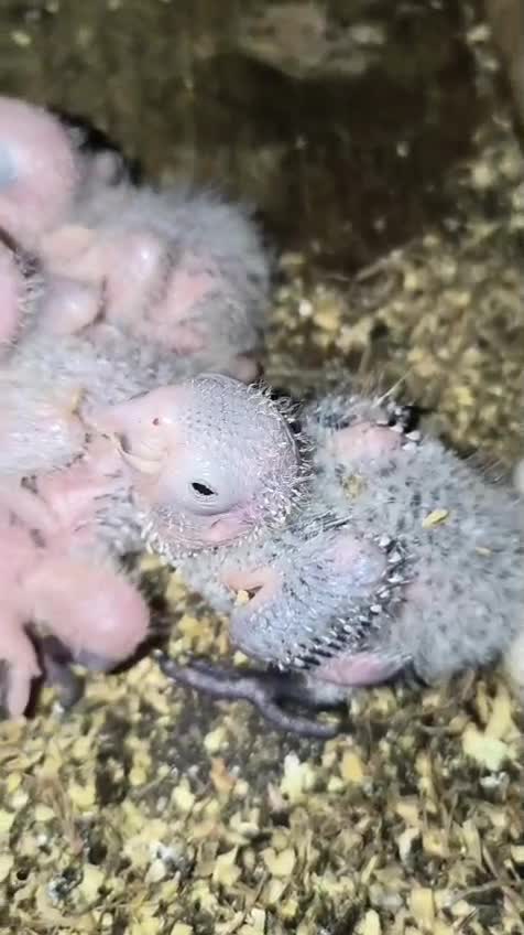 Black Capped Conure, farm video