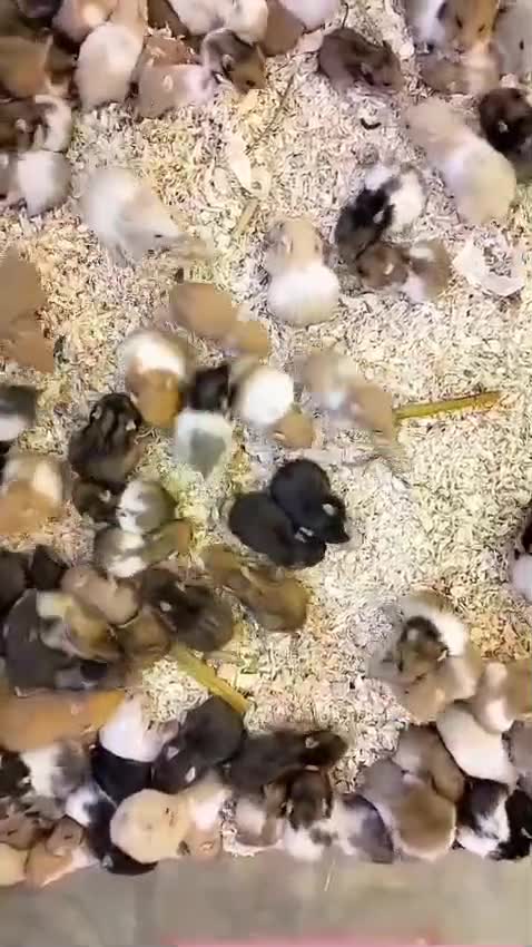 Hamsters, farm video
