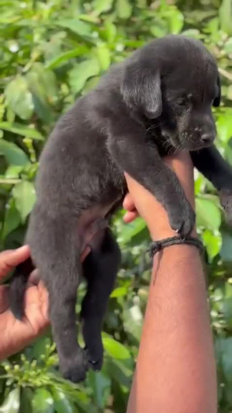 Beagle Black & Tan Puppy, farm video