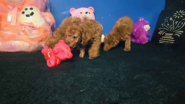 Standard Poodle Puppy, farm video