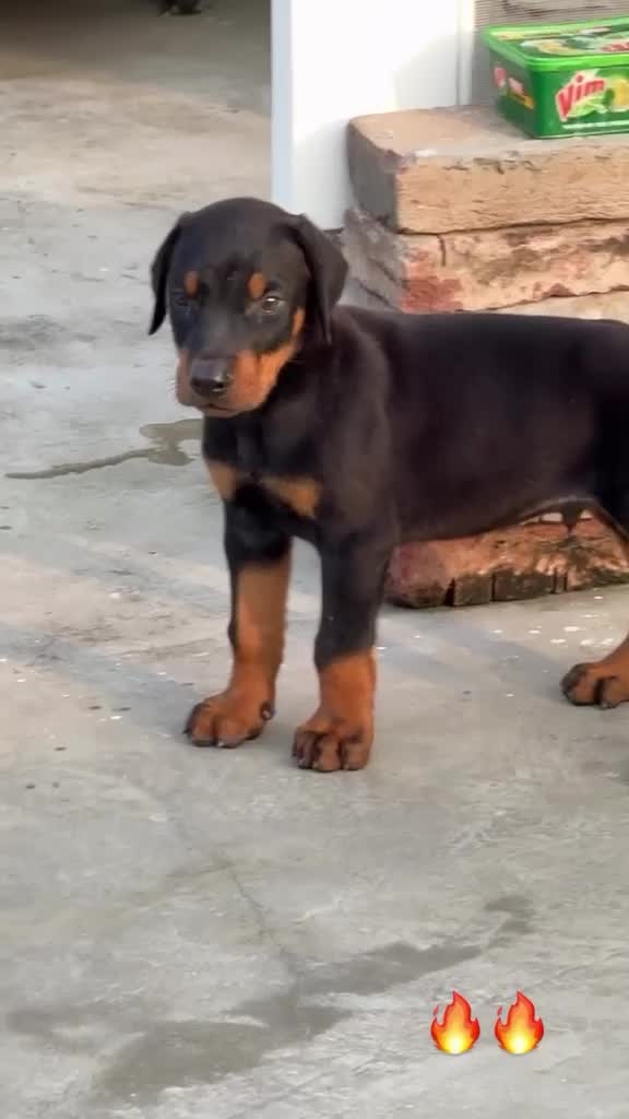 Doberman Pinscher Puppy, farm video
