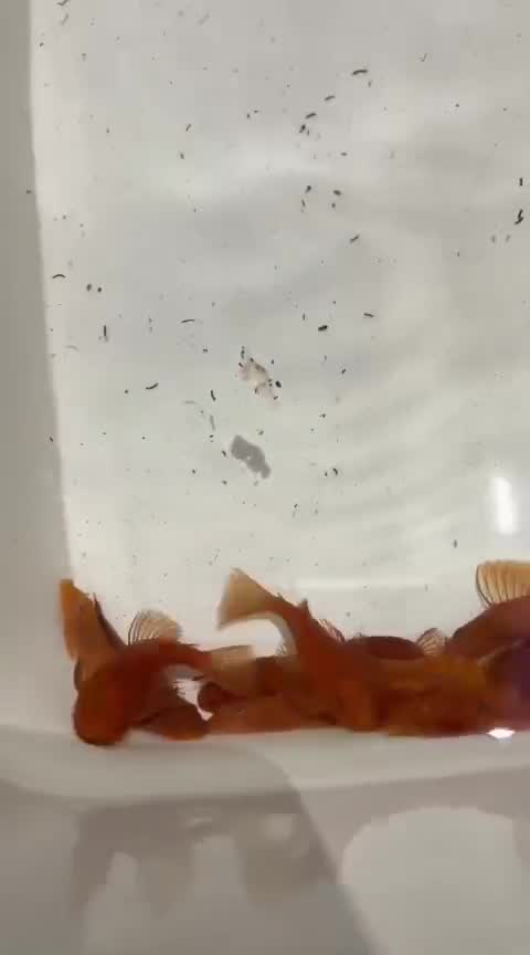 Pleco, farm video