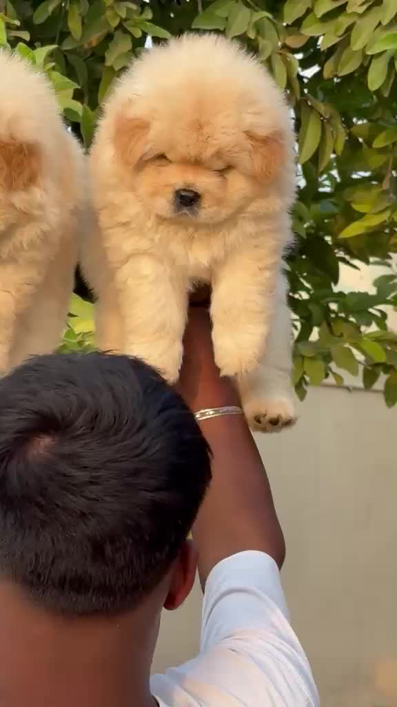 Chow Chow Puppies, farm video