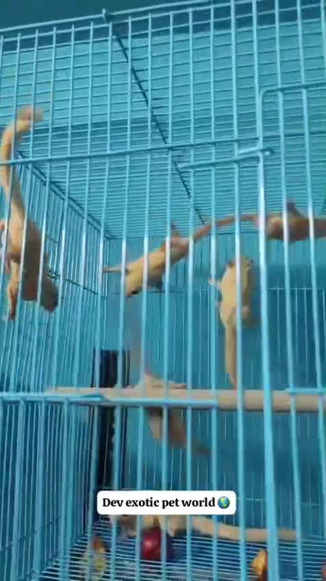 Sugar Glider | White (Lucy), farm video
