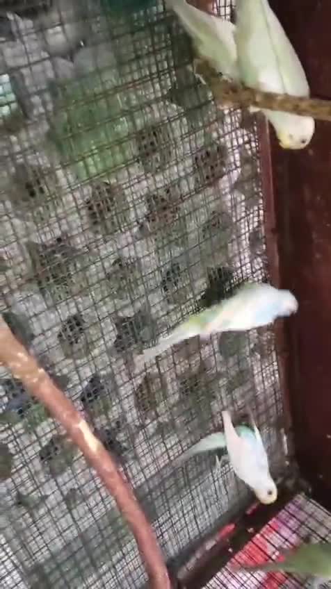 Budgies, farm video