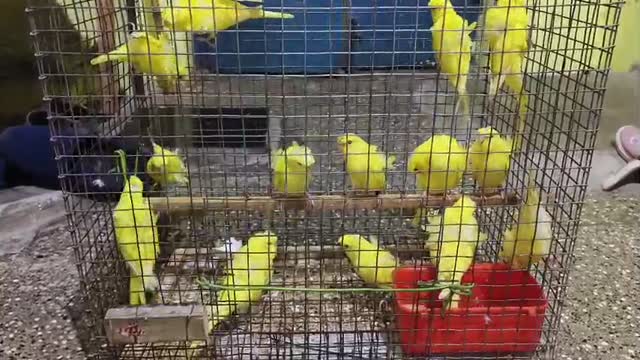 Helicopter Budgies, farm video