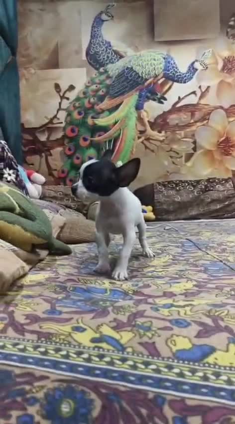 Chihuahua Puppy, farm video