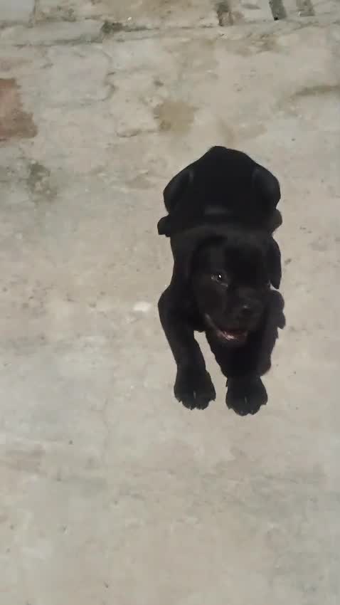 Cane Corso Puppy, farm video