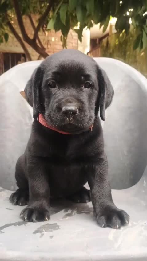 Beagle Black & Tan Puppy, farm video