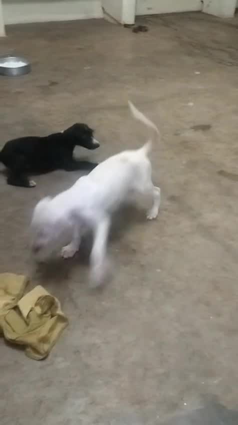 Mudhol Hound Puppy, farm video