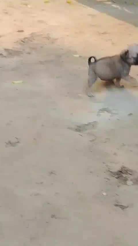 Pug Puppy, farm video