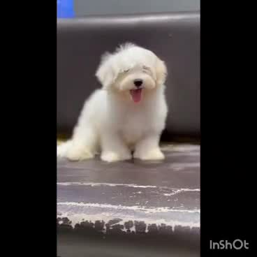 Maltese Puppy | White, farm video