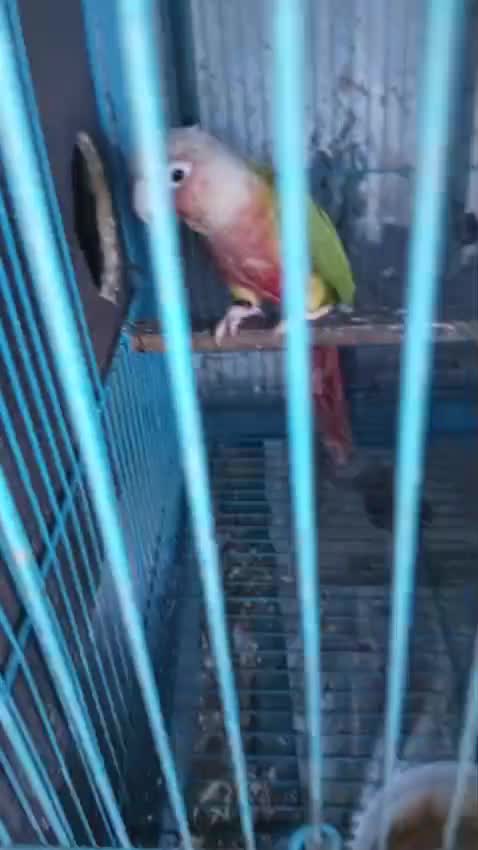 Pineapple Headed Conure, farm video